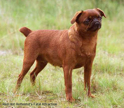 Гриффон — особенности и фото породы собак 🐕, характер щенков